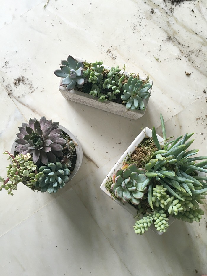 succulents on a pot succulents on a pot