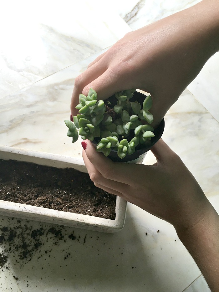 woman transferring succulent to a pot woman transferring succulent to a pot