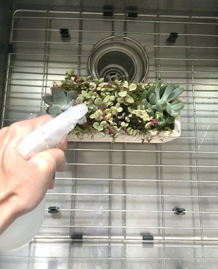 woman watering Succulents Mothers day gift woman watering Succulents Mothers day gift