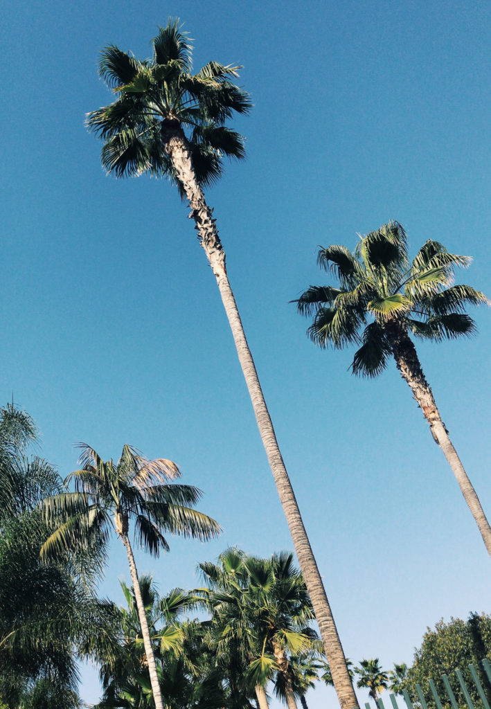 Palm trees and White Essentials for Spring Palm trees and White Essentials for Spring