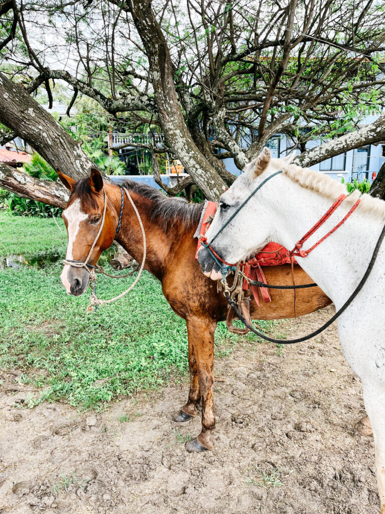 horses in costa rica horses in costa rica